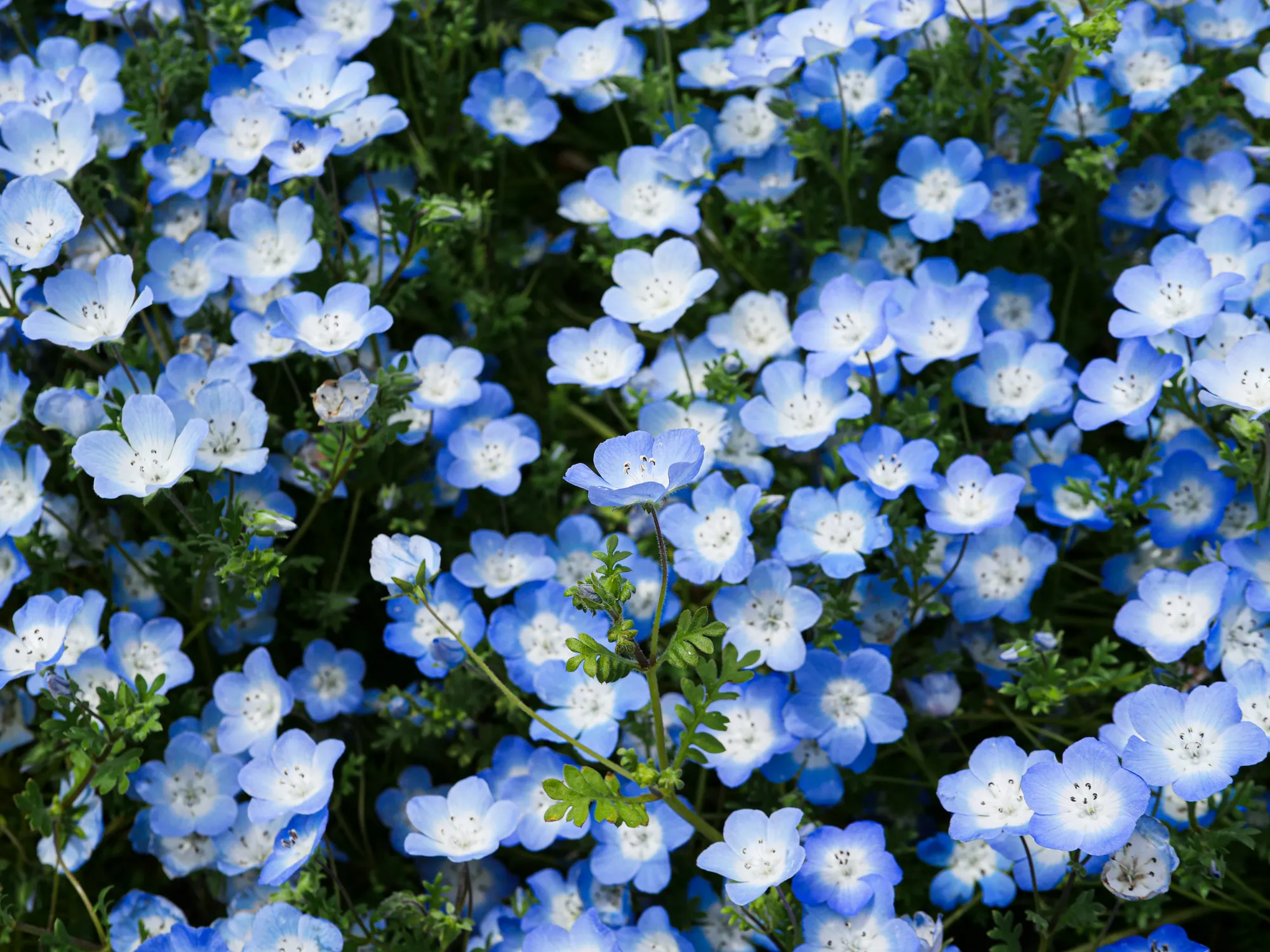 A field of small baby-blue flowers