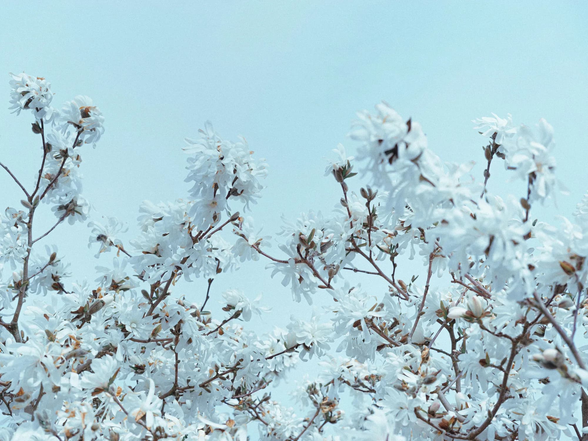 White magnolia blossoms against a pale blue sky