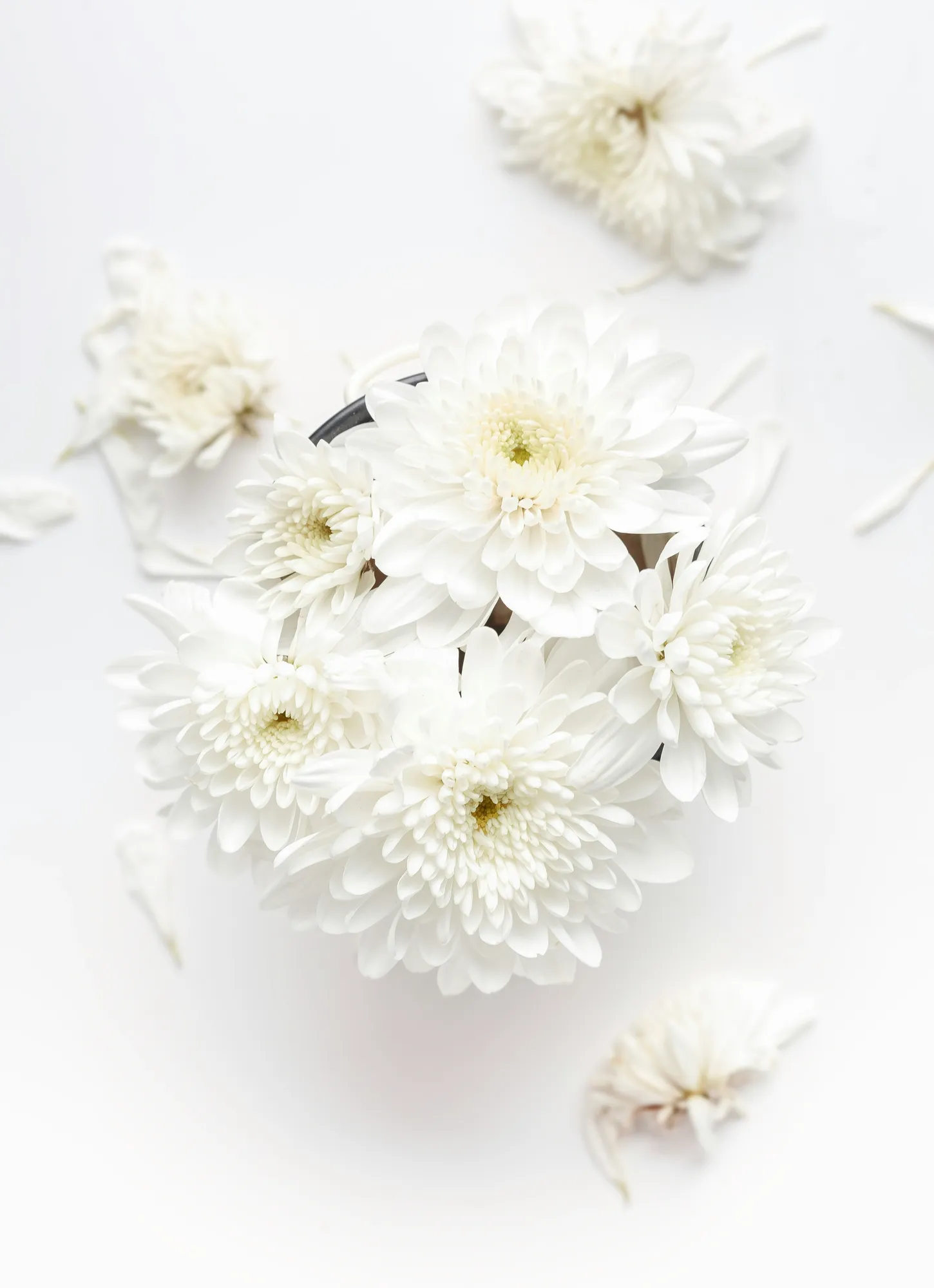 White chrysanthemums scattered on a white table
